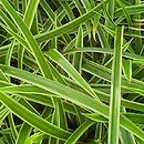 Carex morrowii Ice Dance