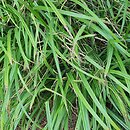 Carex pilosa Copenhagen Select