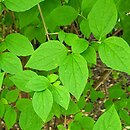 Philadelphus lewisii (jaśminowiec Lewisa)