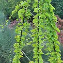 Anredera cordifolia (anredera sercolistna)