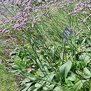 Limonium gmelinii (zatrwian Gmelina)