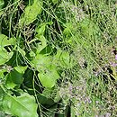 Limonium platyphyllum (zatrwian szerokolistny)