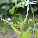 Plumbago zeylanica (ołownik niebieski)