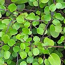 Muehlenbeckia complexa