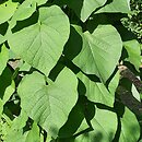 Aristolochia manchuriensis (kokornak mandżurski)