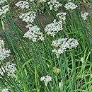 Allium odorum (czosnek cuchnący)