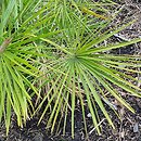 Chamaerops humilis (karłatka niska)