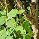 Eleutherococcus trifolius (kolcosił trójlistkowy)