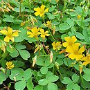 Oxalis vulcanicola