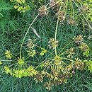 Peucedanum officinale (gorysz lekarski)