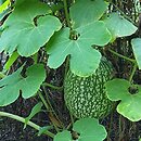 Cucurbita ficifolia (dynia figolistna)