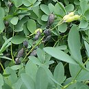 Baptisia tinctoria (baptysja barwierska)
