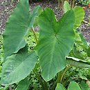 Colocasia esculenta (kolokazja jadalna)