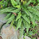 Polystichum Spiny Holly