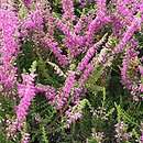 Calluna vulgaris Allegretto