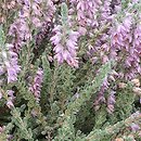 Calluna vulgaris Grizabella