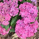 Hydrangea macrophylla Curly Sparkle Blue