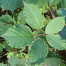 Rubus bifrons (jeżyna dwubarwna)