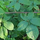 Rubus henrici-egonis (jeżyna Webera)