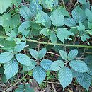 Rubus capricollensis (jeżyna krótkopręcikowa)