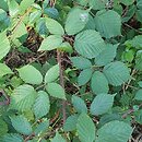Rubus glivicensis (jeżyna gliwicka)