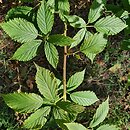 Rubus perrobustus (jeżyna mocna)