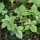 Rubus gothicus (jeżyna gocka)