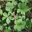 Rubus senticosus (jeżyna górska)