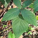 Rubus chaerophylloides (jeżyna świerząbkolistna)