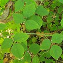 Rubus baenitzii (jeżyna Baenitza)