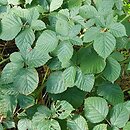 Rubus capitulatus (jeżyna główkowata)