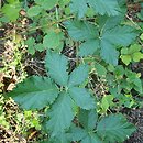 Rubus orthostachys (jeżyna prostokwiatostanowa)