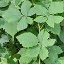 Rubus wahlbergii (jeżyna Wahlberga)