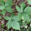 Rubus mollis (jeżyna szarolistna)
