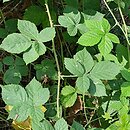 Rubus nemorosus (jeżyna zaroślowa)