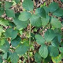 Rubus opacus (jeżyna ponura)