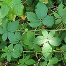 Rubus lesznensis (jeżyna leszczyńska)