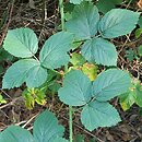 Rubus hevellicus (jeżyna Aschersona)