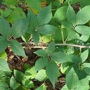 Rubus posnaniensis (jeżyna poznańska)