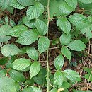Rubus lusaticus (jeżyna łużycka)