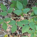 Rubus lasquiensis (jeżyna kępińska)
