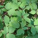 Rubus bavaricus (jeżyna bawarska)