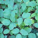 Rubus micans (jeżyna lśniąca)