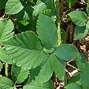 Rubus silesiacus (jeżyna śląska)