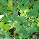 Rubus radula (jeżyna szorstka)