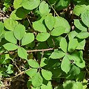 Rubus pyramidalis (jeżyna piramidalna)