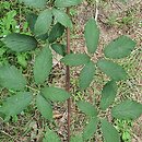Rubus bicolor (jeżyna bujnopędowa)