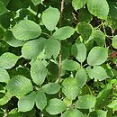 Rubus nemoralis (jeżyna smukłokolcowa)