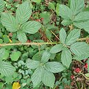 Rubus divaricatus (jeżyna połyskująca)