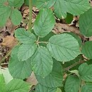 Rubus salisburgensis (jeżyna salzburska)